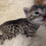 Mau, Bronze, Male DOB 10-10-19