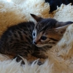 Mau, Bronze, Male DOB 10-10-19