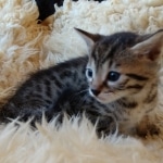 Mau, Bronze, Male DOB 10-10-19