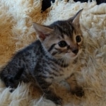 Mau, Bronze, Male DOB 10-10-19