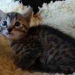 Mau, Bronze, Male DOB 10-10-19