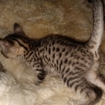 Remy, Mau, Bronze, Male DOB 10-10-19