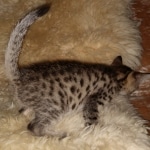 Remy, Mau, Bronze, Male DOB 10-10-19