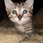 Remy, Mau, Bronze, Male DOB 10-10-19