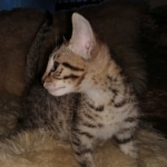 Remy, Mau, Bronze, Male DOB 10-10-19