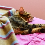 Horus Bronze Egyptian Mau DOB 11/11/15