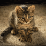 Horus Bronze Egyptian Mau DOB 11/11/15