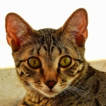 Horus Bronze Egyptian Mau DOB 11/11/15
