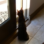 Horus Bronze Egyptian Mau DOB 11/11/15