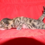 Egyptian Mau, Bronze Male, DOB 11-11-15