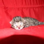 Egyptian Mau, Bronze Male, DOB 11-11-15