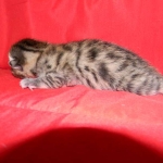 Egyptian Mau, Bronze Male, DOB 11-11-15