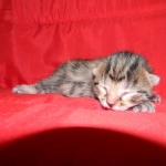 Egyptian Mau, Bronze Male, DOB 11-11-15