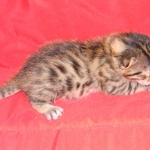 Egyptian Mau, Bronze Male, DOB 11-11-15