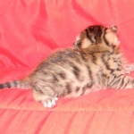 Egyptian Mau, Bronze Male, DOB 11-11-15