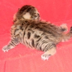 Egyptian Mau, Bronze Male, DOB 11-11-15