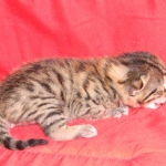 Egyptian Mau, Bronze Male, DOB 11-11-15