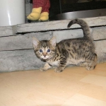 Horus Bronze Egyptian Mau DOB 11/11/15