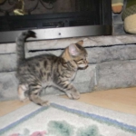 Horus Bronze Egyptian Mau DOB 11/11/15