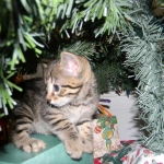 Horus Bronze Egyptian Mau DOB 11/11/15