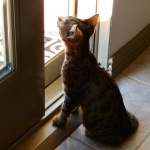 Horus Bronze Egyptian Mau DOB 11/11/15