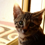 Horus Bronze Egyptian Mau DOB 11/11/15