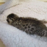 Egyptian Mau, Bronze, Male DOB 3-11-17