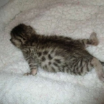 Egyptian Mau, Bronze, Male DOB 3-11-17