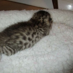 Egyptian Mau, Bronze, Male DOB 3-11-17
