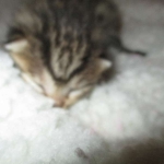 Egyptian Mau, Bronze, Male DOB 3-11-17