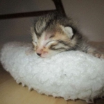 Egyptian Mau, Bronze, Male DOB 3-11-17