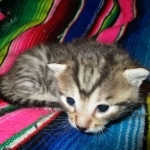 Egyptian Mau, Bronze, Male DOB 3-11-17