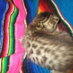 Egyptian Mau, Bronze, Male DOB 3-11-17