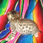 Egyptian Mau, Bronze, Male DOB 3-11-17