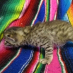 Egyptian Mau, Bronze, Male DOB 3-11-17