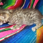 Egyptian Mau, Bronze, Male DOB 3-11-17