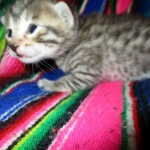 Egyptian Mau, Bronze, Male DOB 3-11-17