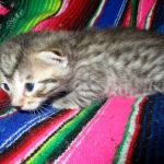 Egyptian Mau, Bronze, Male DOB 3-11-17