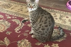 Tigger Egyptian Mau Bronze Male DOB 3-3-21