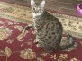 Tigger Egyptian Mau Bronze Male DOB 3-3-21