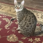 Tigger Egyptian Mau Bronze male kitten DOB 3/3/21
