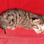 Egyptian Mau Bronze male kitten DOB 3-3-21