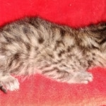 Egyptian Mau Bronze male kitten DOB 3-3-21
