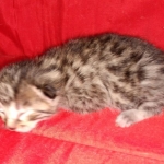 Egyptian Mau Bronze male kitten DOB 3-3-21
