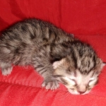 Egyptian Mau Bronze male kitten DOB 3-3-21