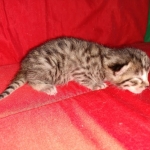 Egyptian Mau Bronze male kitten DOB 3-3-21