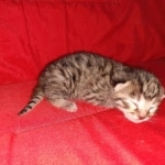 Egyptian Mau Bronze male kitten DOB 3-3-21