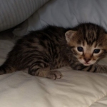 Egyptian Mau Bronze male kitten DOB 3/3/21
