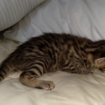 Egyptian Mau Bronze male kitten DOB 3/3/21