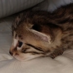 Egyptian Mau Bronze male kitten DOB 3/3/21